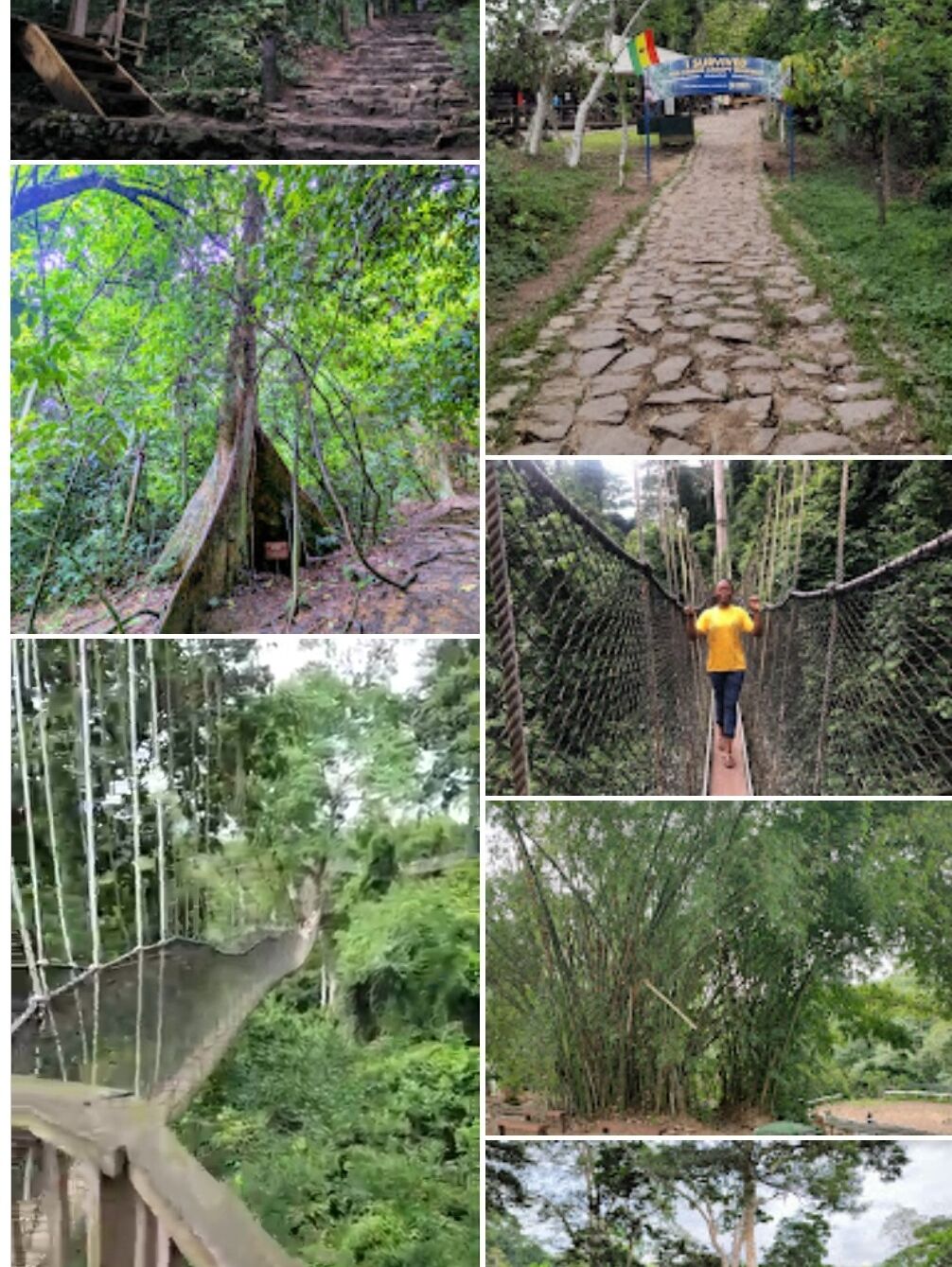 Picture of Kakum National Park