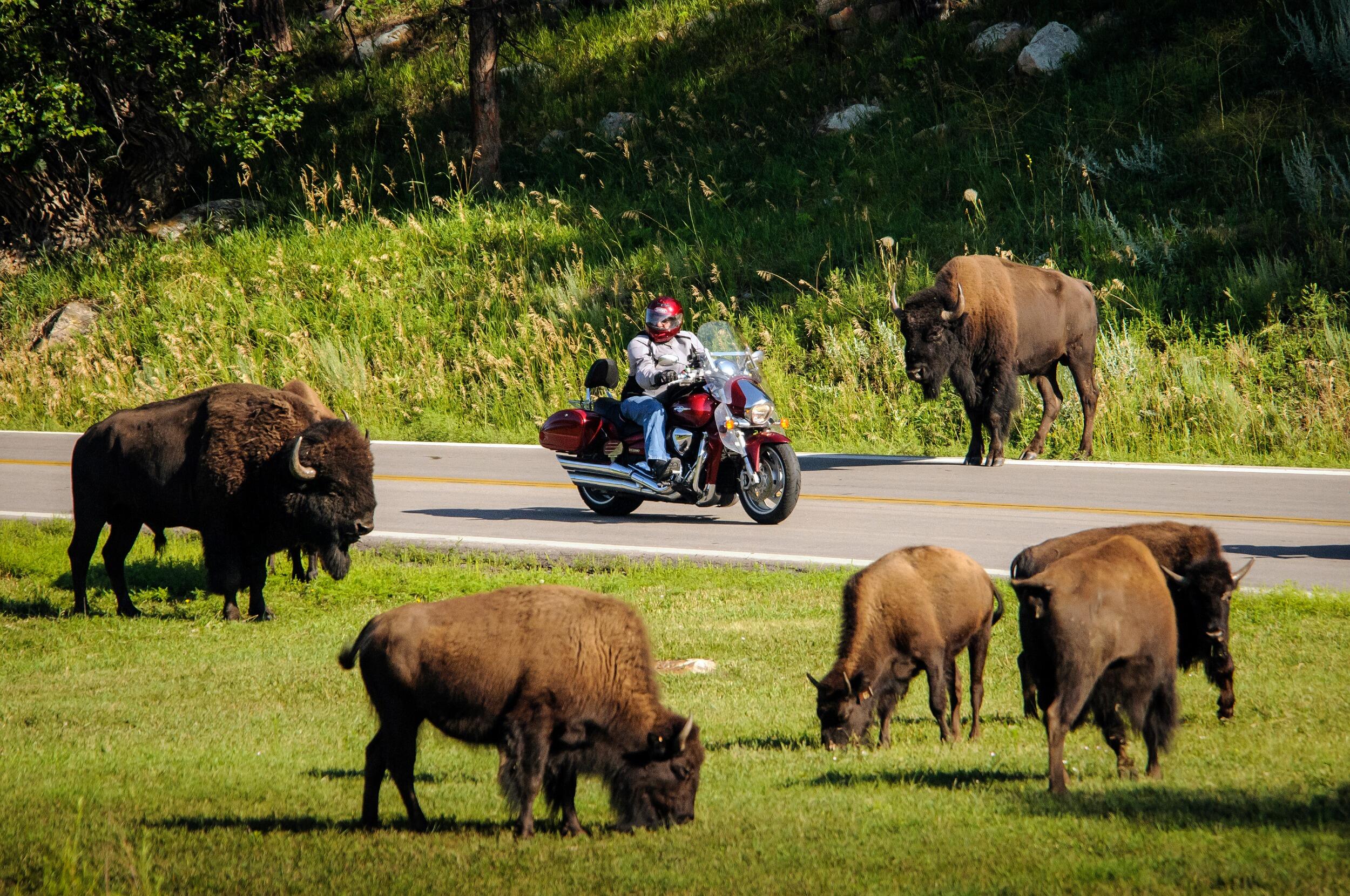 Picture of Custer State Park