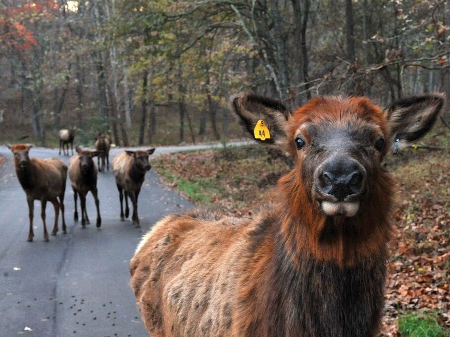 Picture of Hike through Lone Elk Park!