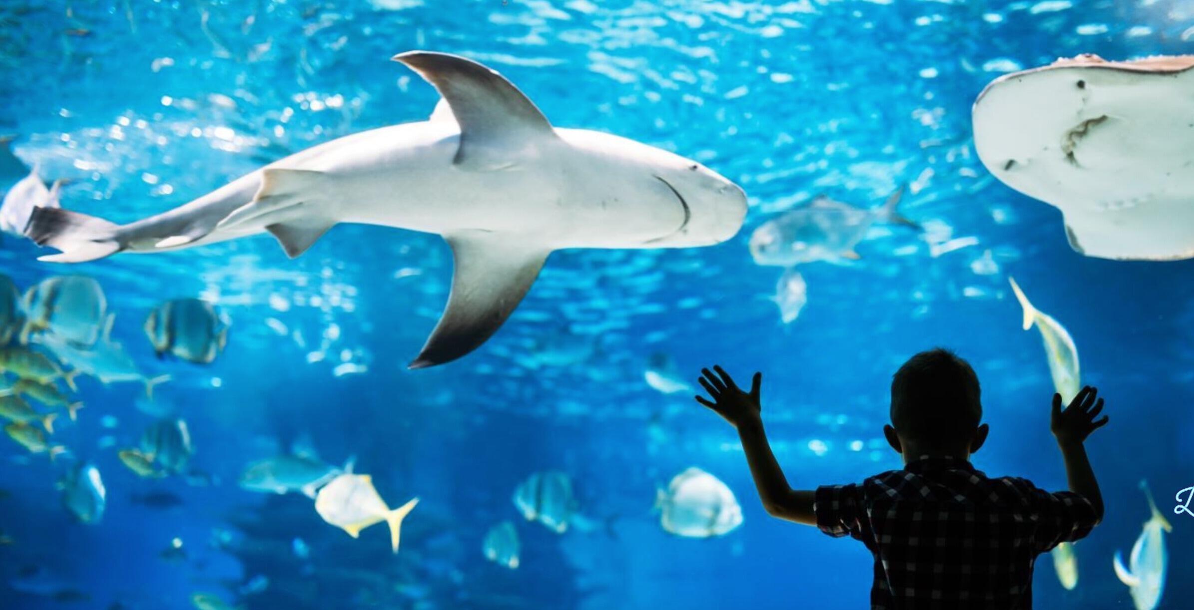 Picture of Ripley's Aquarium of the Smokies