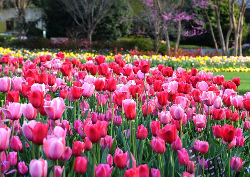 Picture of The Dallas Arboretum and Botanical Garden