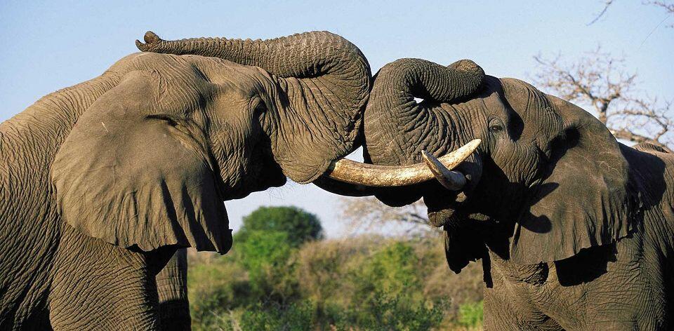 Picture of Elephant Sanctuary, Hartebeesport Dam