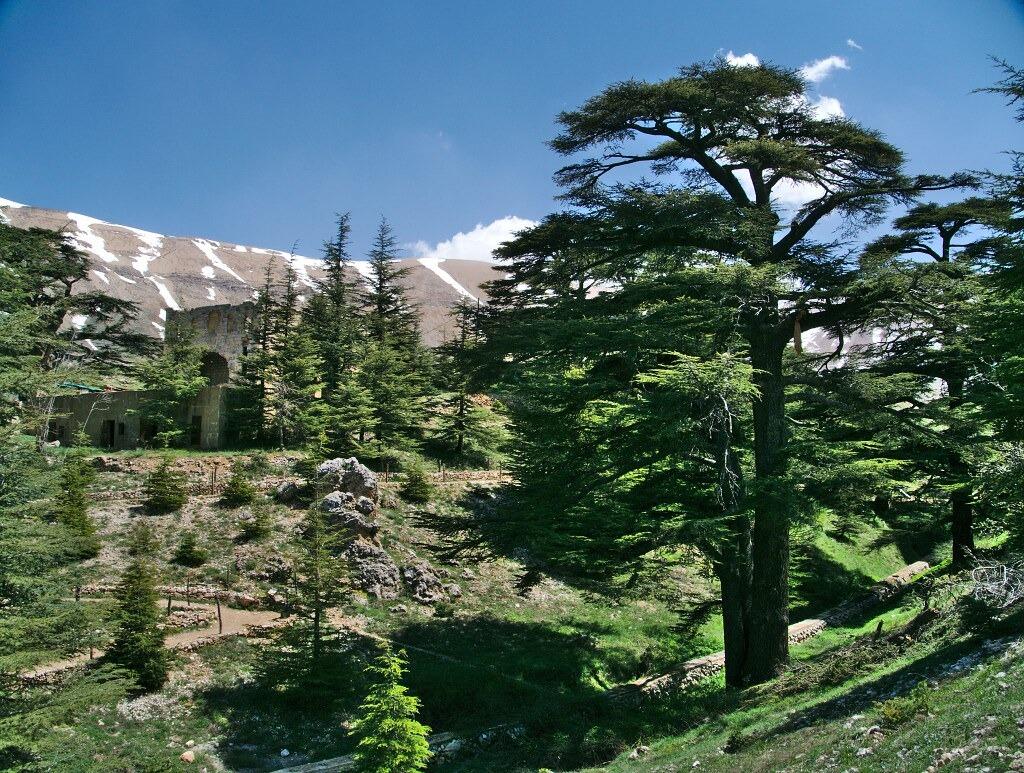 Picture of Cedars of God 