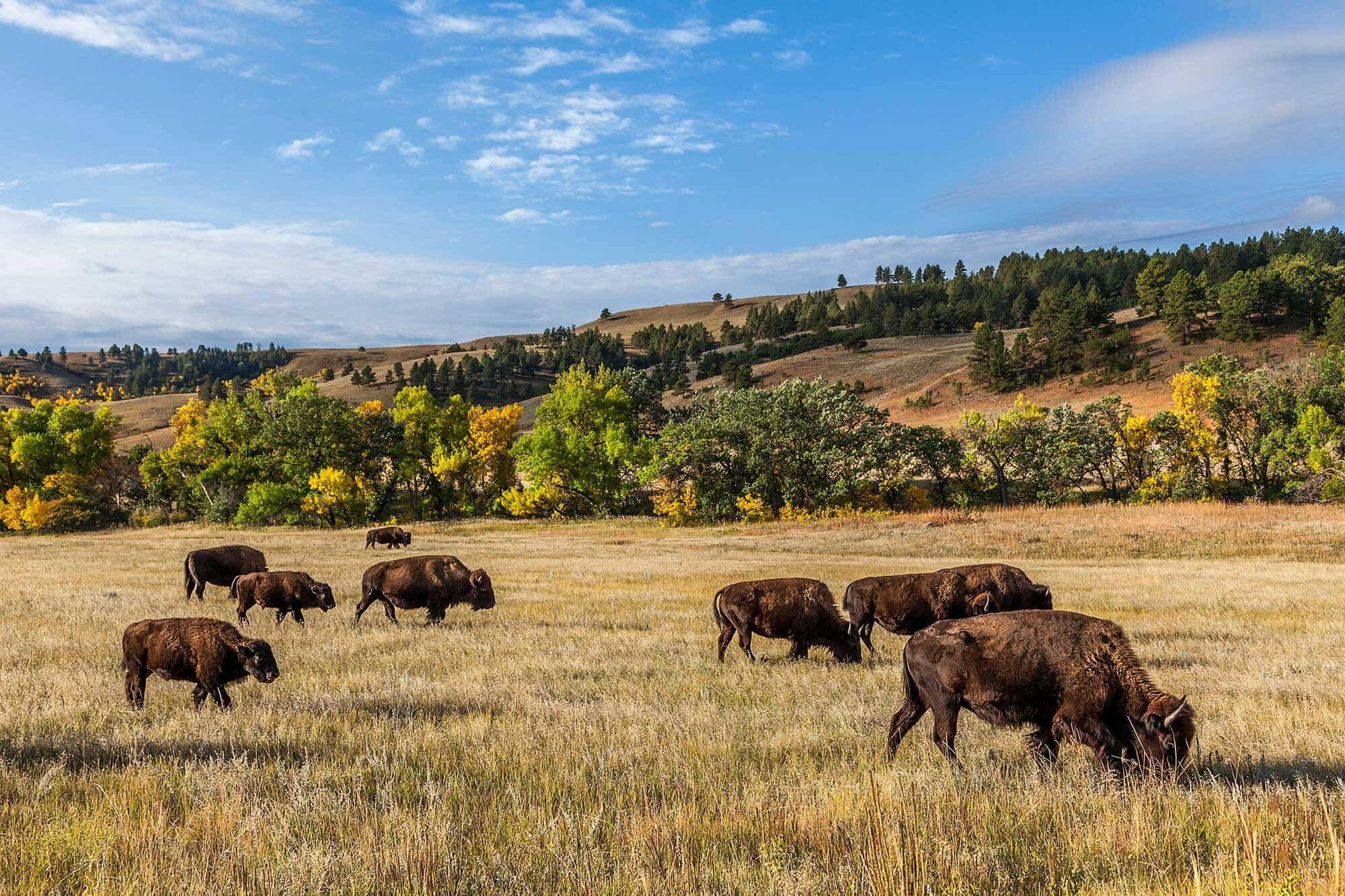 Picture of Custer State Park