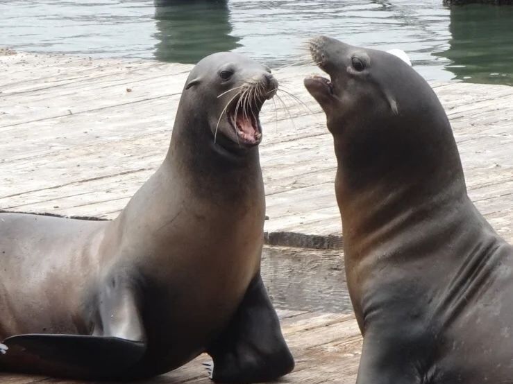 Picture of PIER 39