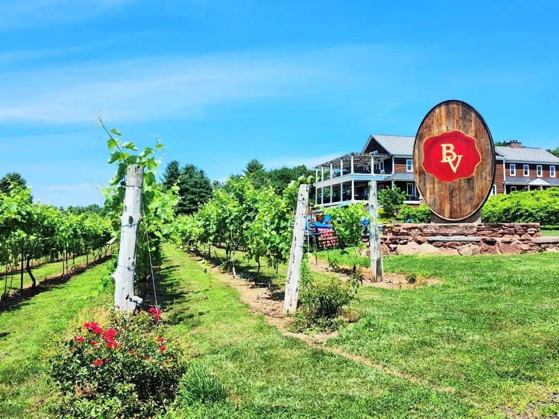 Picture of Brignole Vineyards