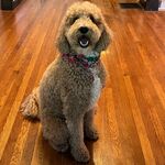 Ollie 