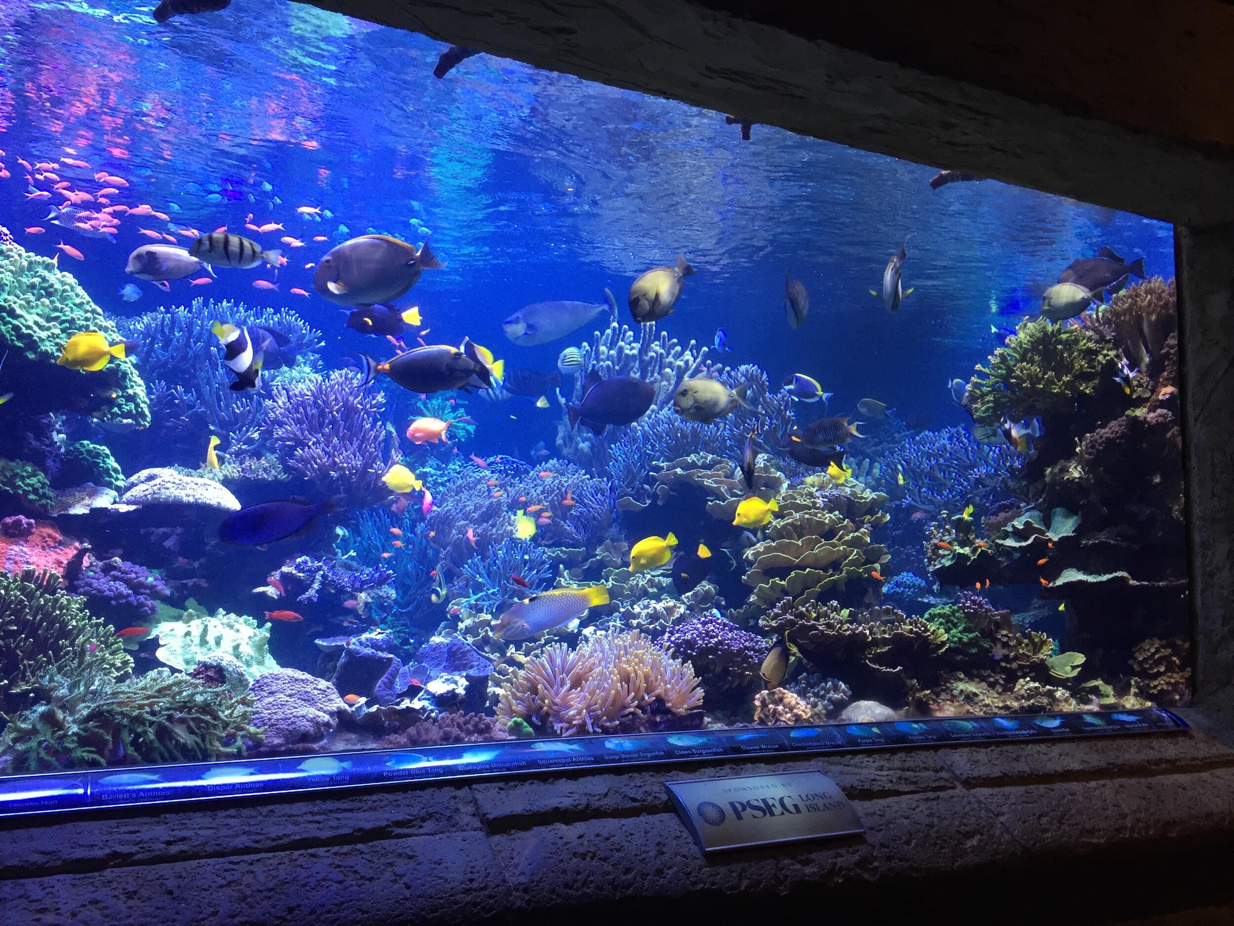 Picture of Long Island Aquarium