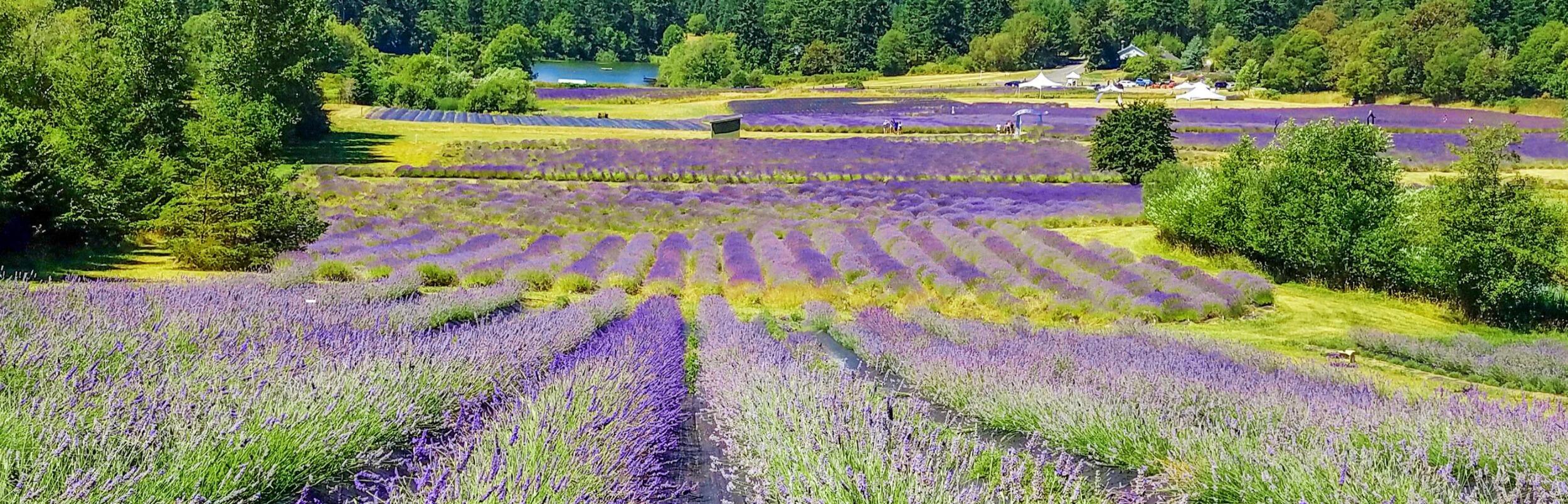 Picture of Pelindaba Lavender Farm