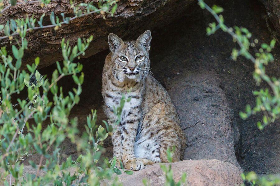 Picture of Arizona-Sonoran Desert Museum