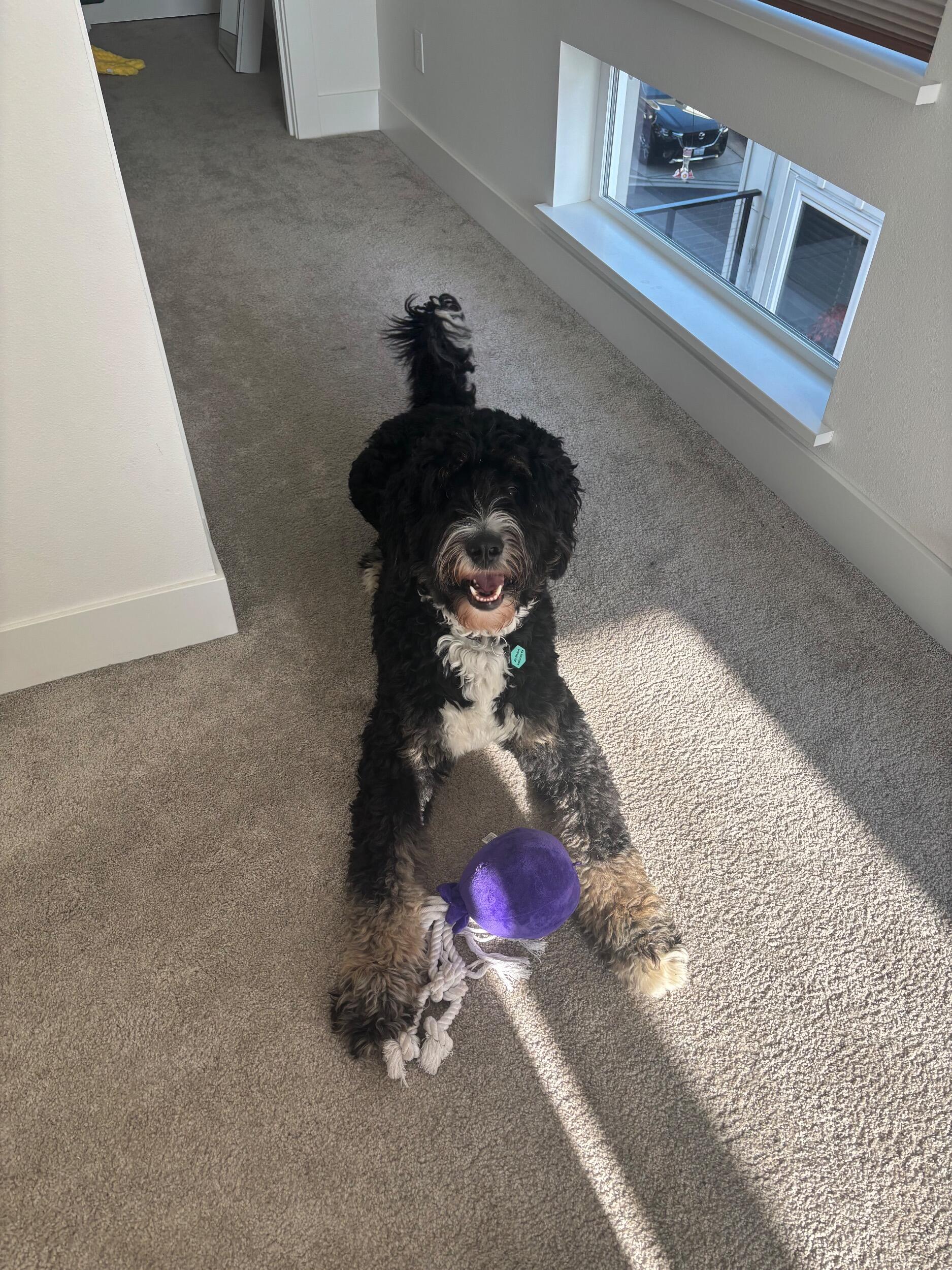 Got our fur baby THEO!!!