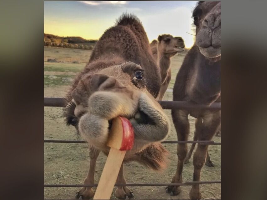 Picture of Oasis Camel Dairy
