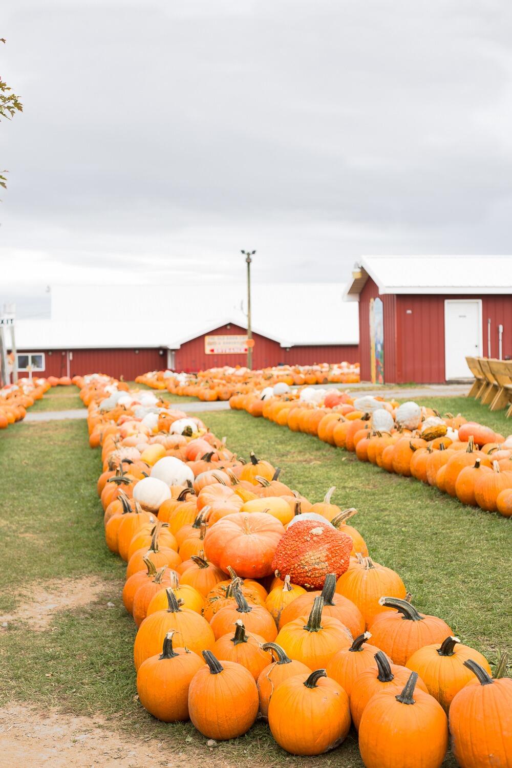 Picture of Roba Family Farms
