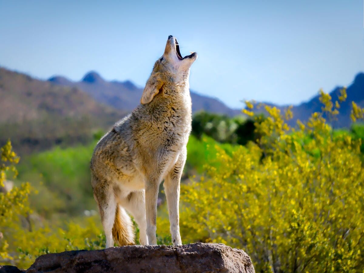 Picture of Arizona-Sonora Desert Museum