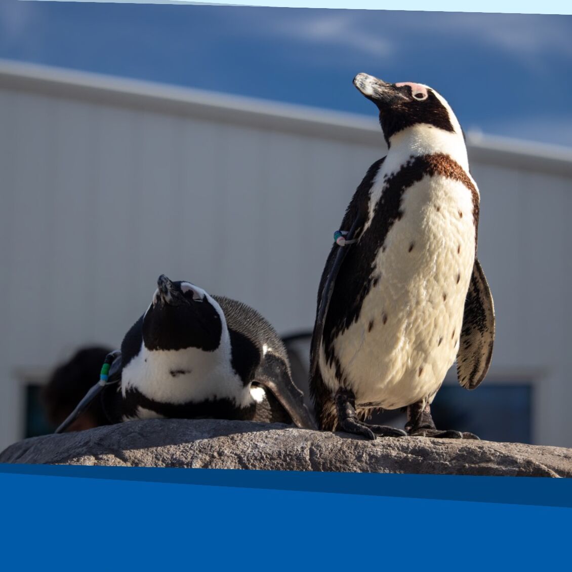 Picture of Mystic Aquarium