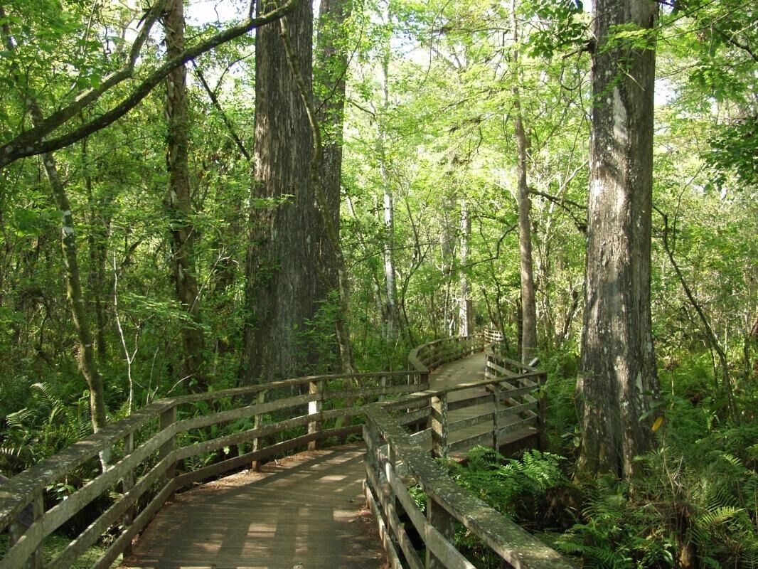 Picture of Six Mile Cypress Slough Preserve