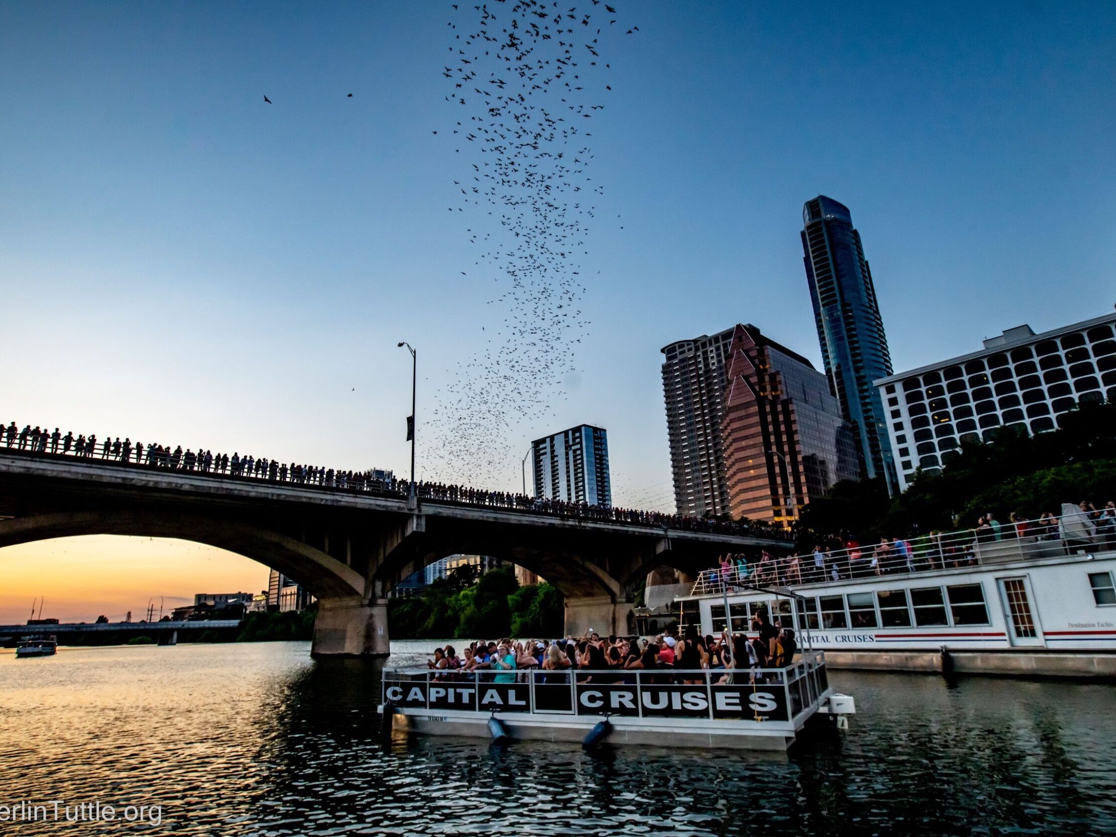 Picture of Capital Cruises - Bat Tours