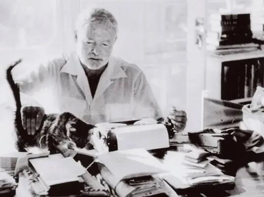 Picture of What are Hemingway cats?