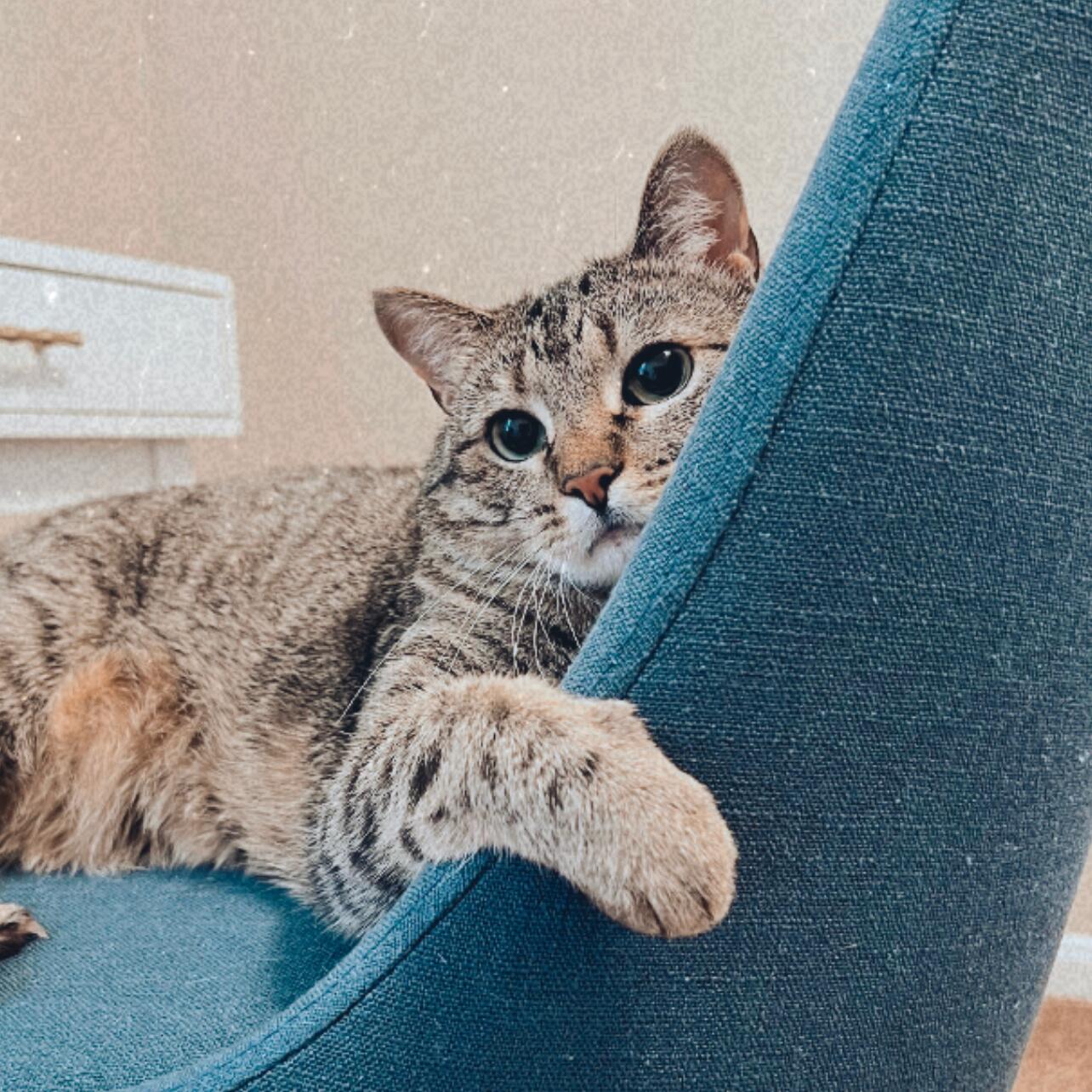 Pippa