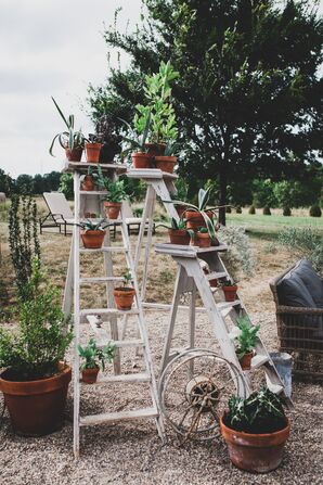 Potted Plants on a White Ladder