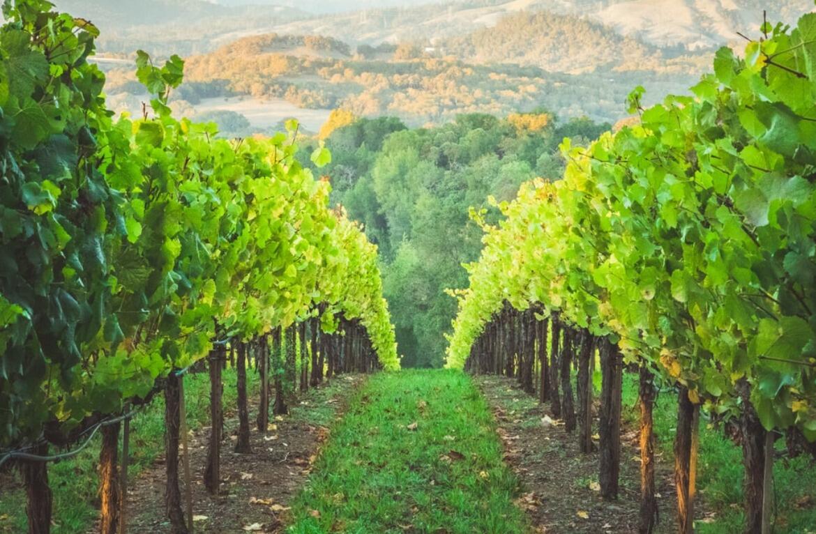 Picture of Wineries 