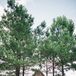 Natural Log Cabin Wedding Venue