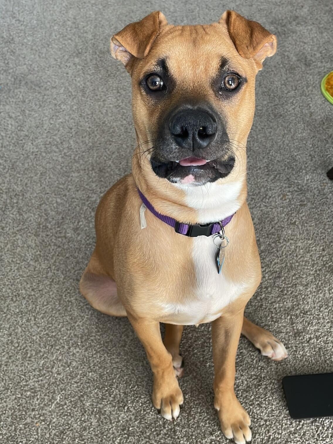 Picture of We Adopted Our Dog Biscuit