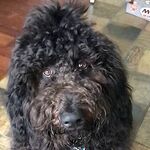 Murphy