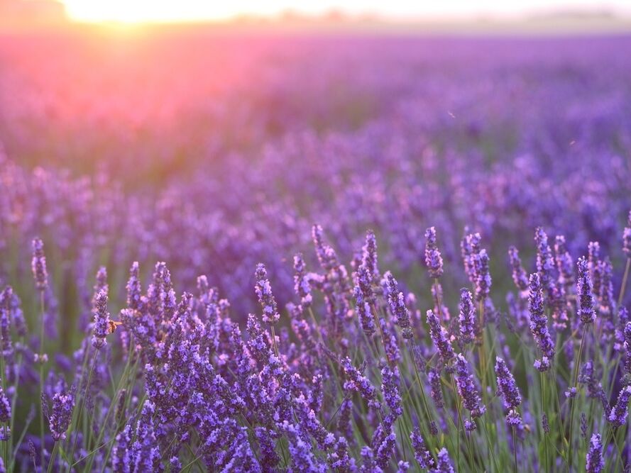 Picture of Deep Creek Lavender Farm