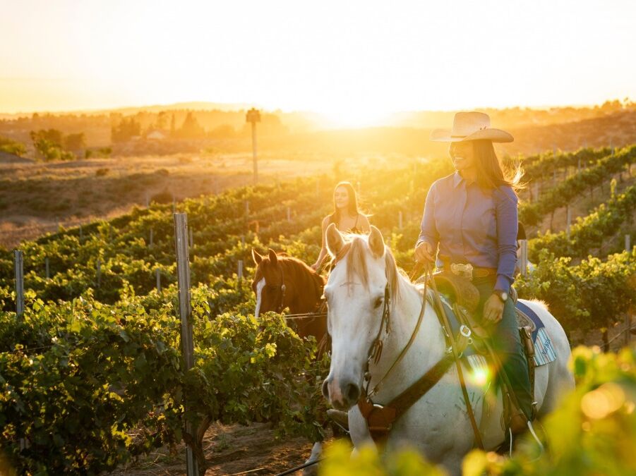 Picture of Wine Country Trails by Horseback