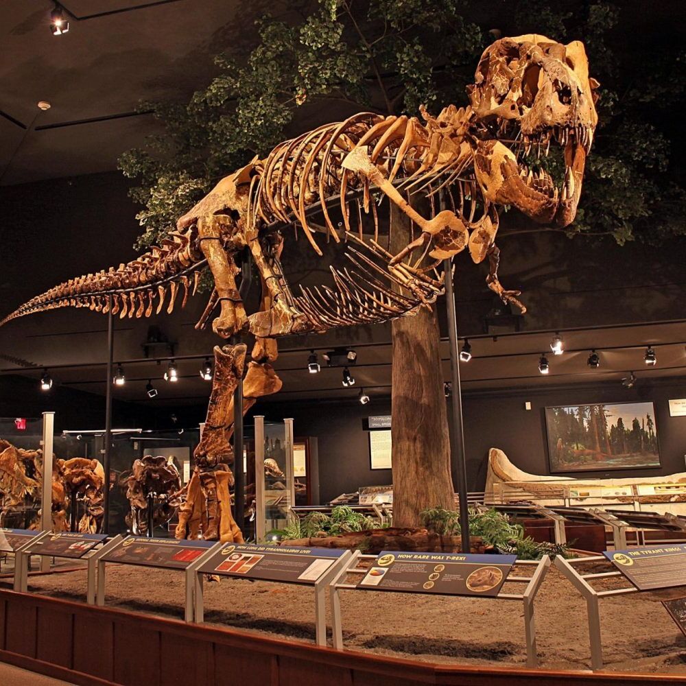 Picture of Museum of the Rockies