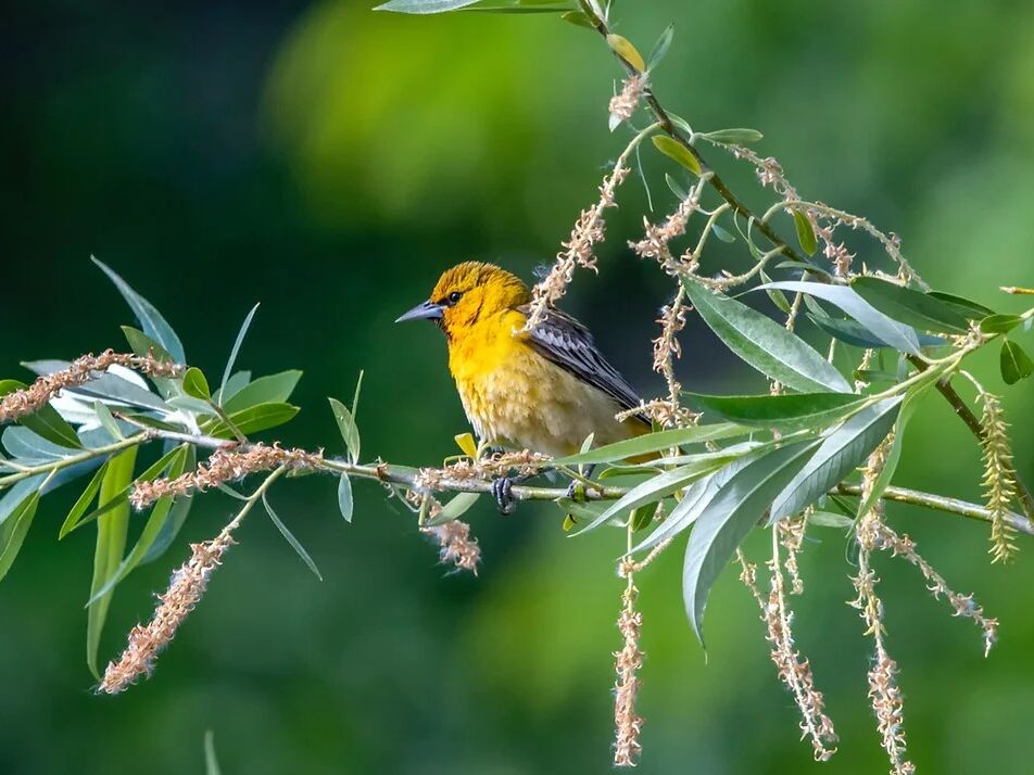 Picture of Bird watching