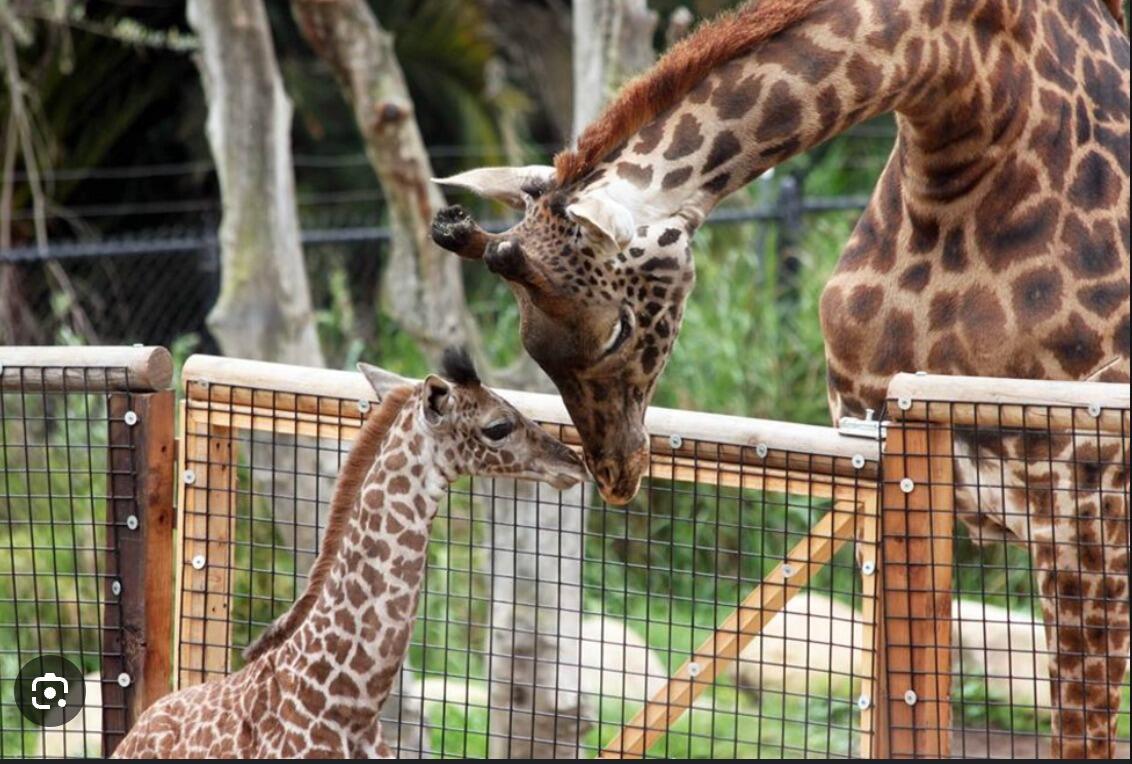 Picture of Santa Barbara Zoo