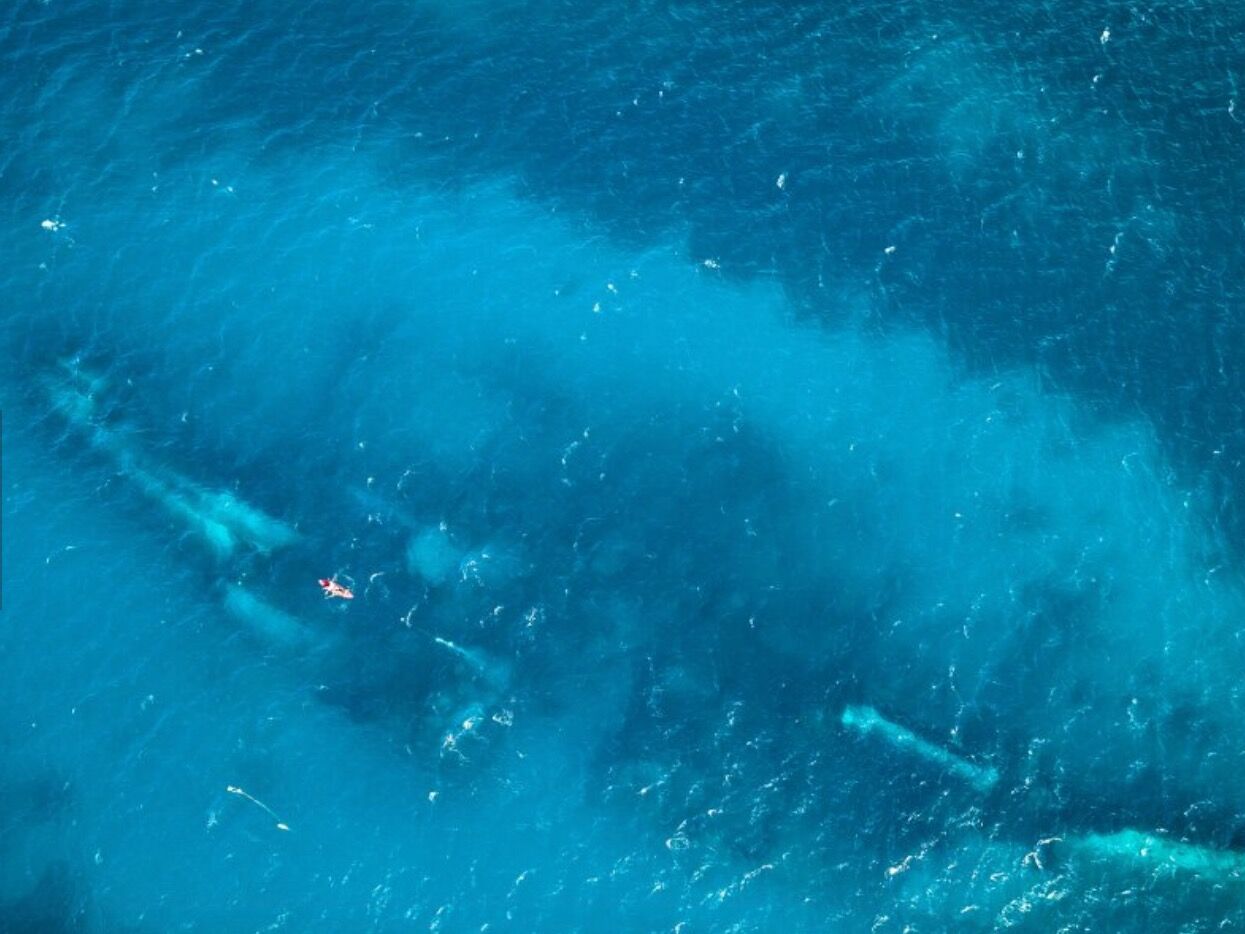 Picture of S.S. Antilla