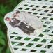 Antique Fan Favors