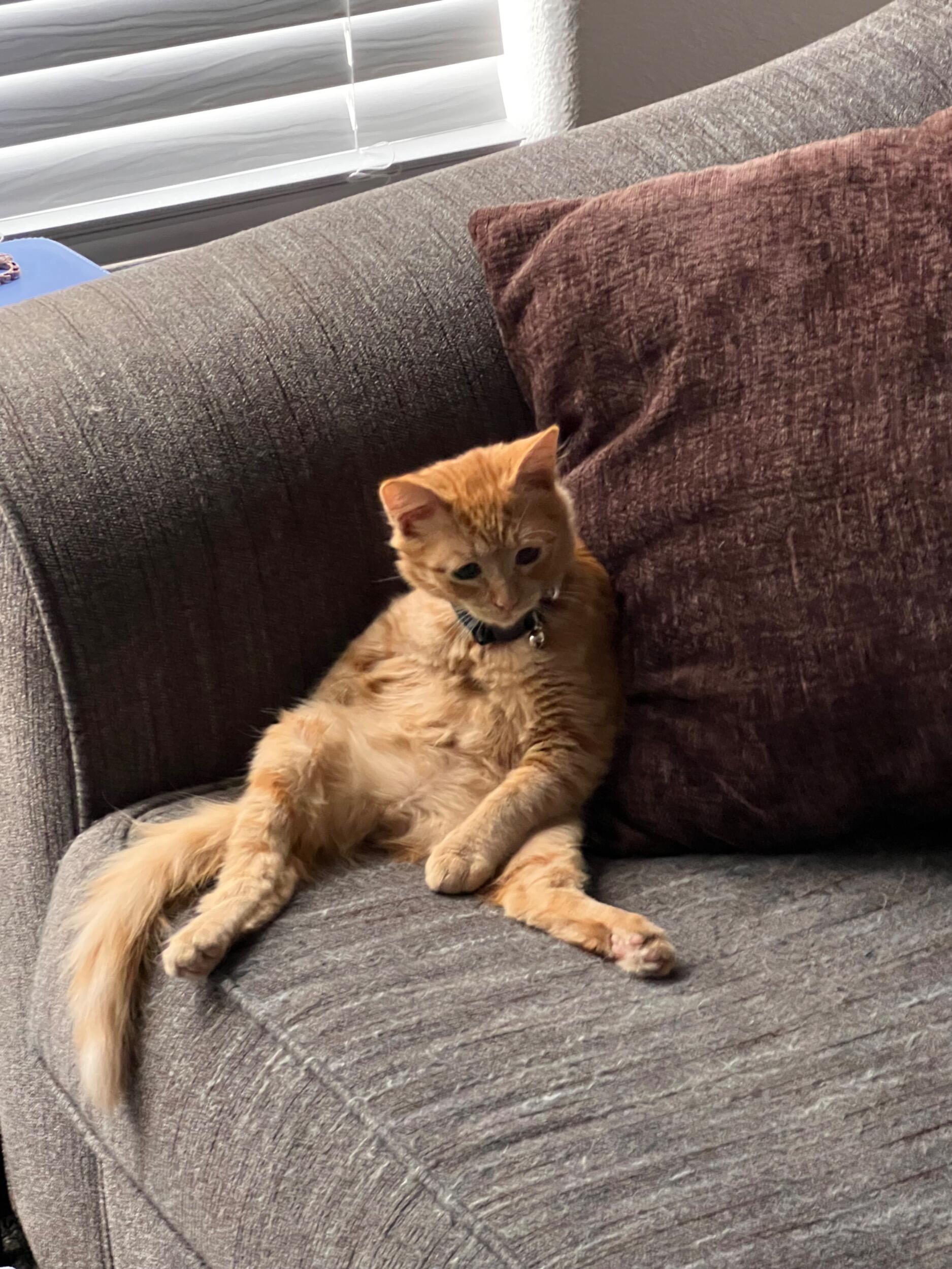 Just after our big birthday bash, we sped over to Jose’s uncle's house and picked up the newest addition to our family. Gunther is the goodest boy— and now, as a fully grown chonker, still sits like he’s four beers deep.