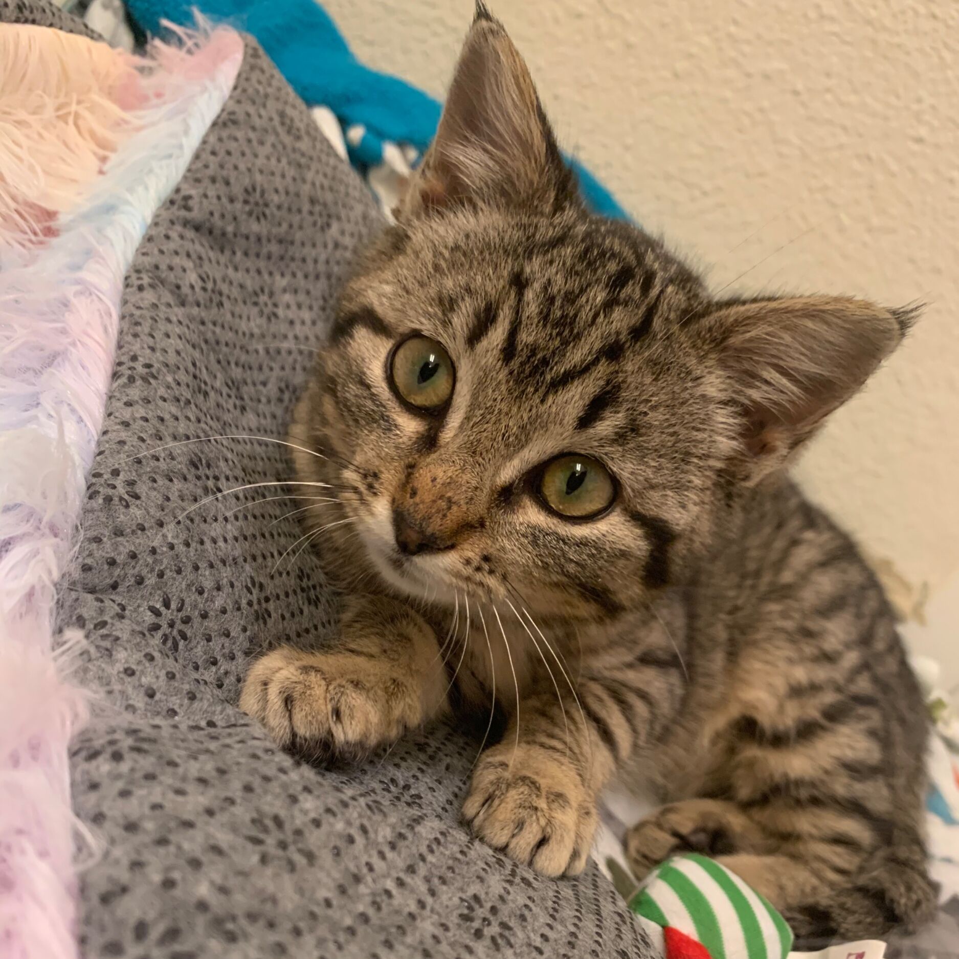 Picture of Furbaby #3.