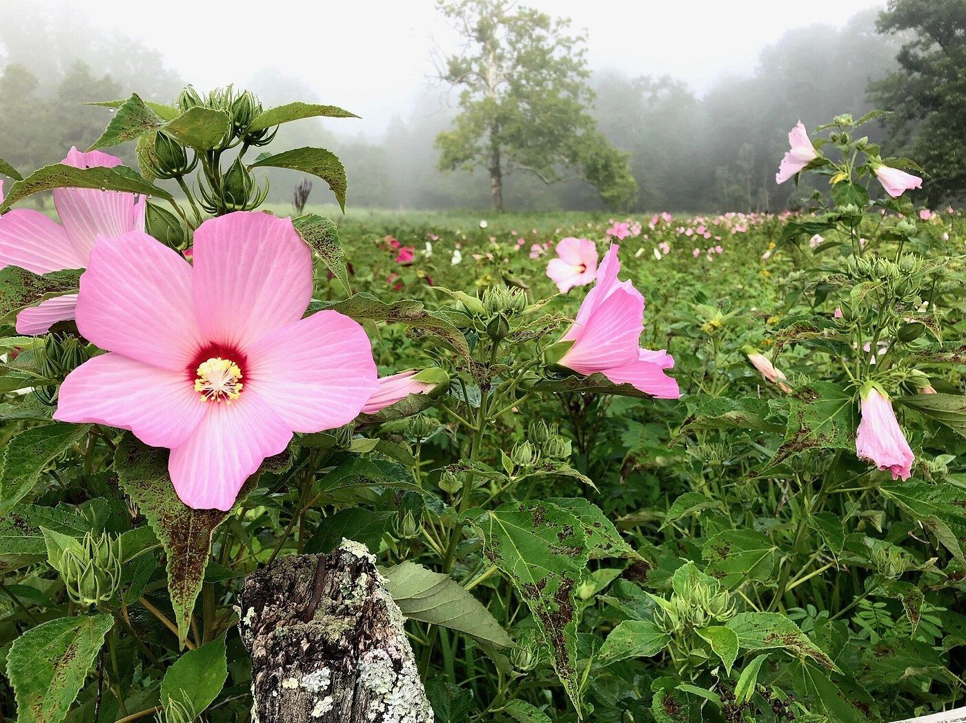 Picture of Bowman's Hill Wildflower Preserve