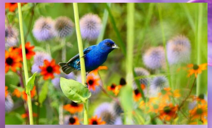 Picture of Green Bay Botanical Garden