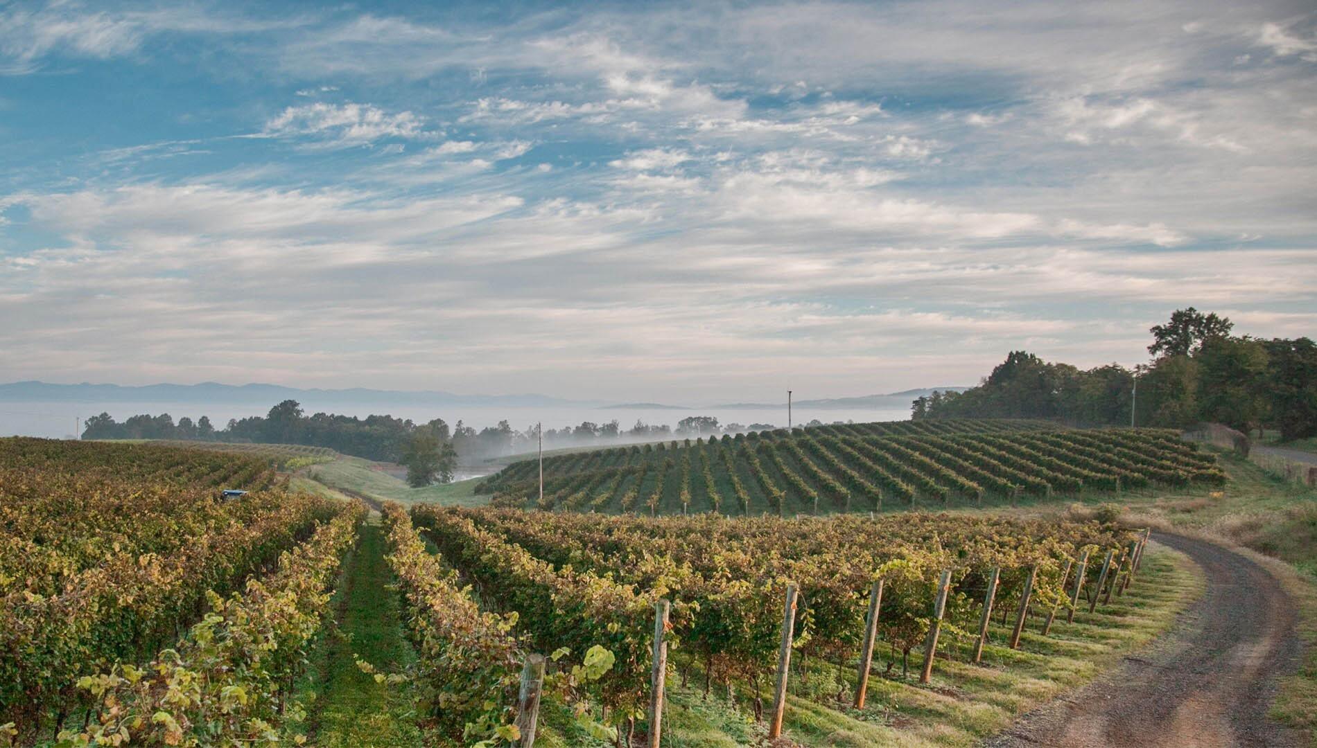 Picture of Barboursville Vineyards