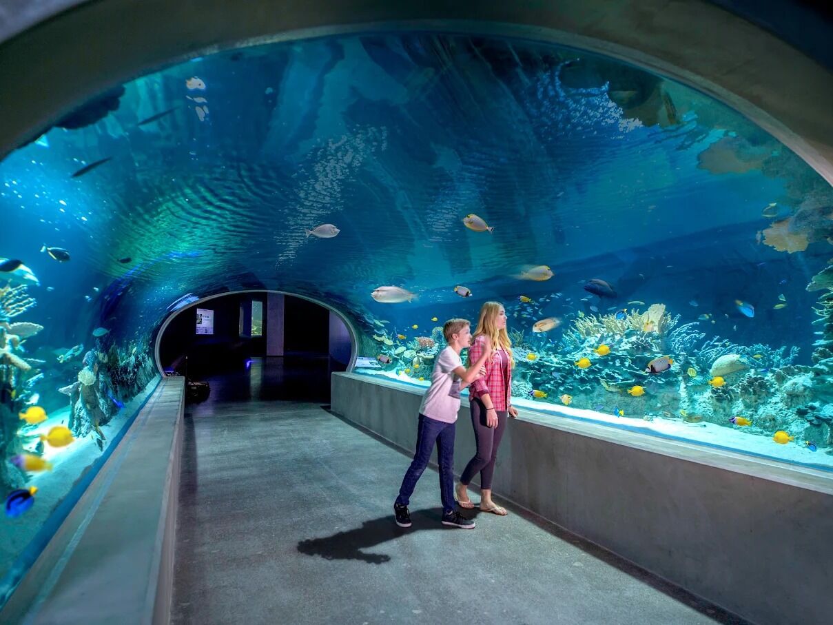 Picture of OdySea Aquarium