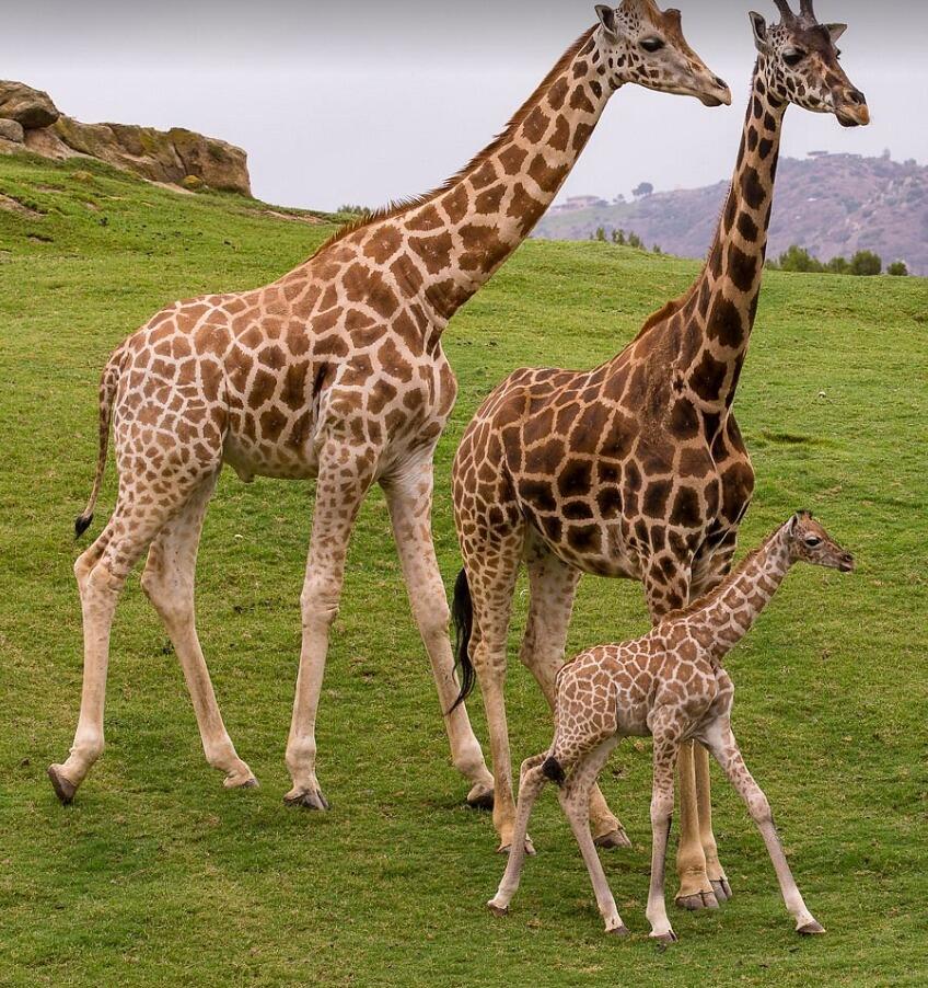 Picture of San Diego Zoo