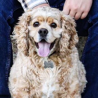Nugget