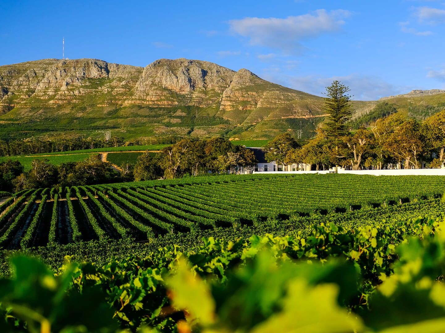 Picture of Constantia Wine Route