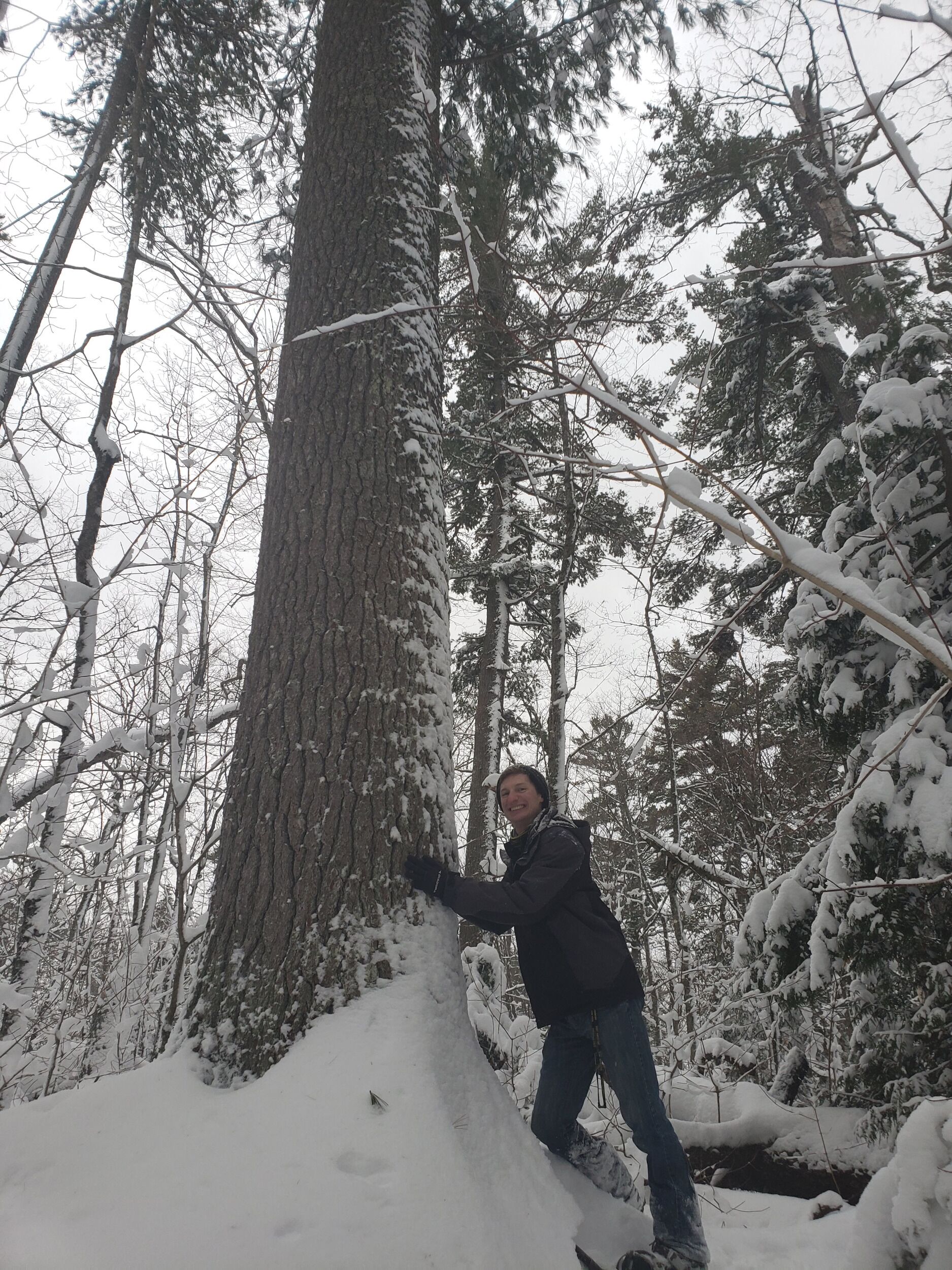 Picture of Estivant Pines Wilderness Nature Sanctuary