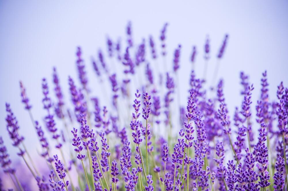 Picture of Washington Creek Lavender