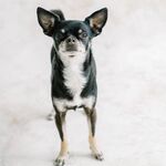Roo 