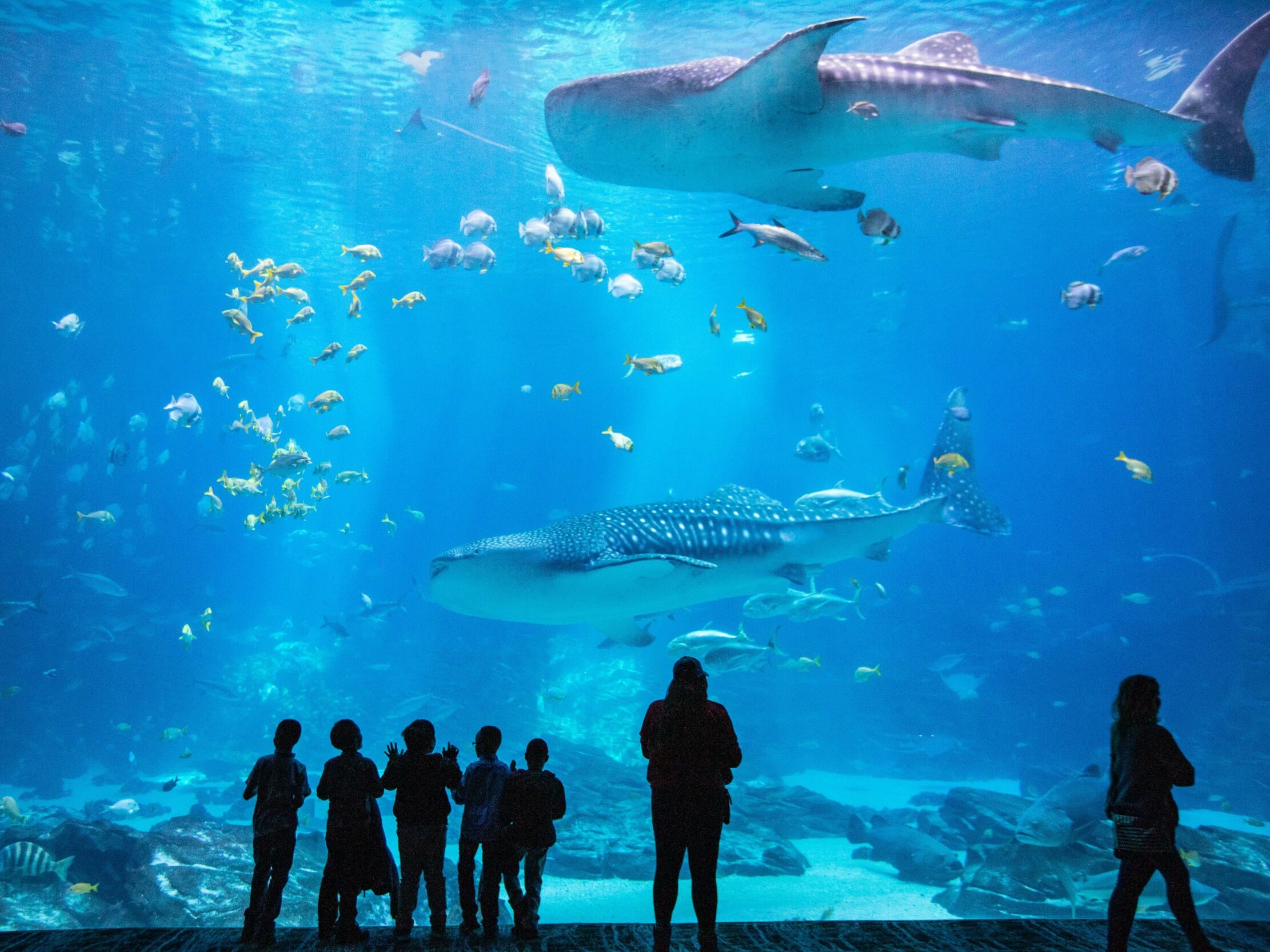 Picture of Georgia Aquarium