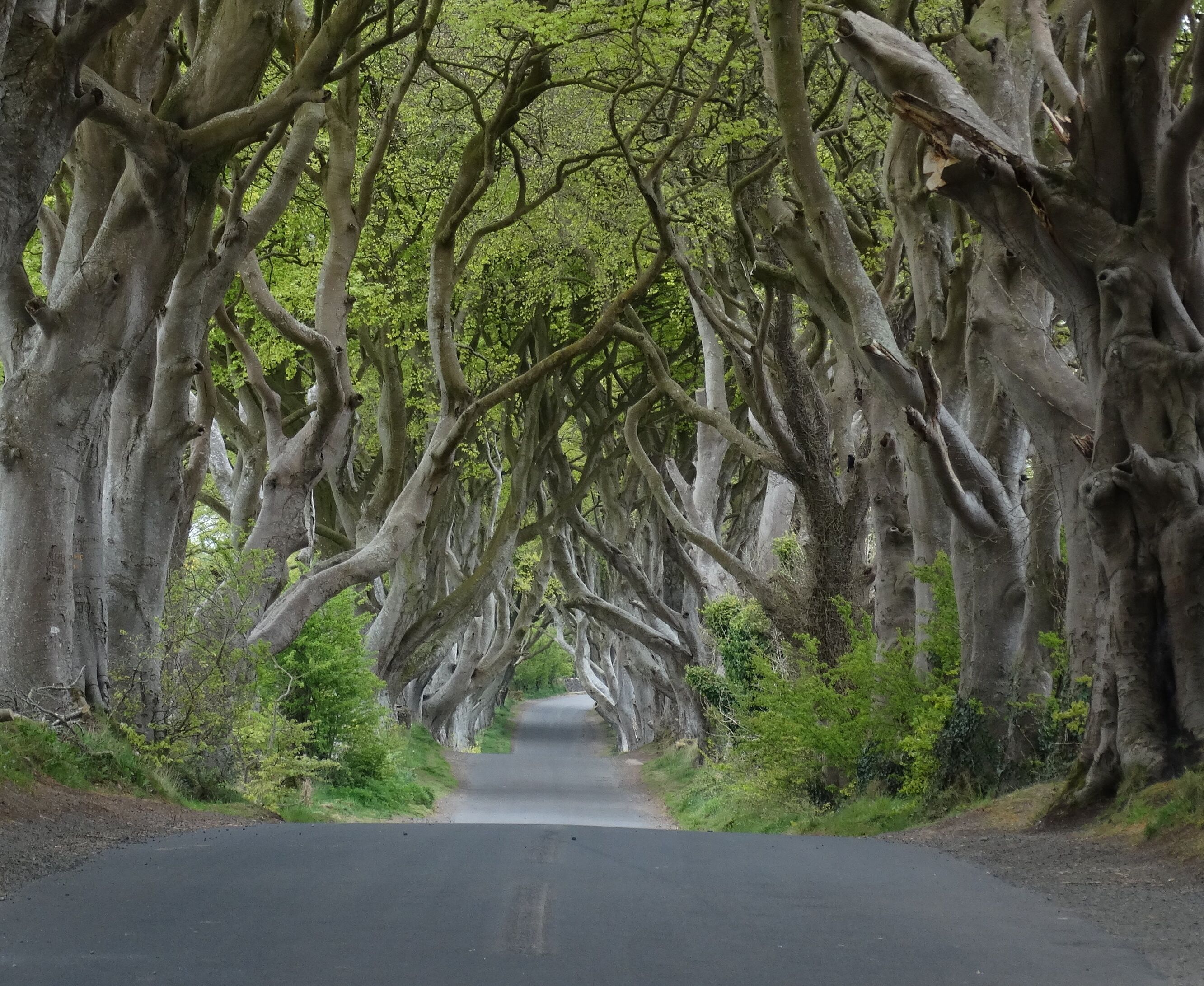 Picture of Dark Hedges Estate