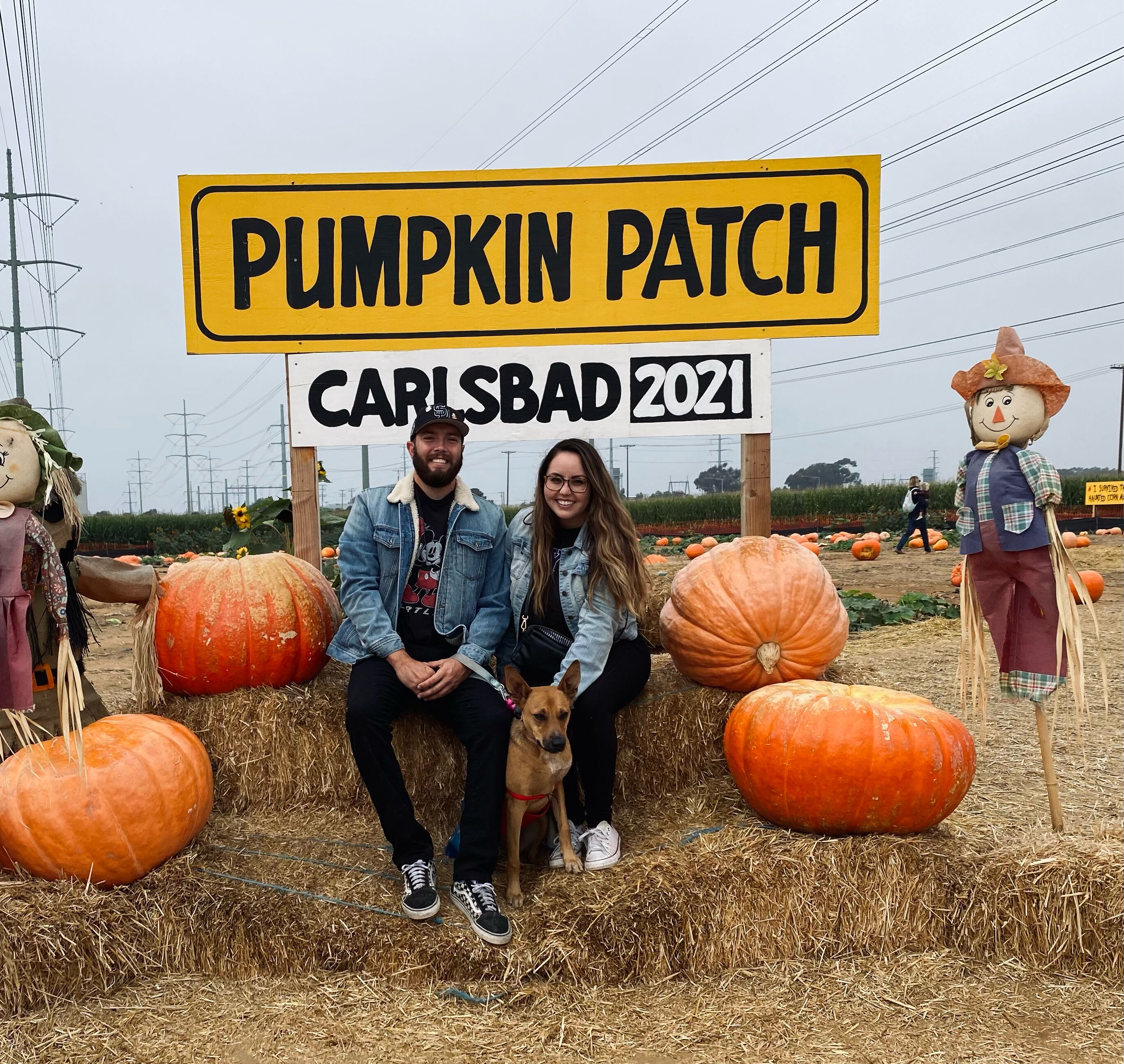 Picture of Carlsbad Pumpkin Patch